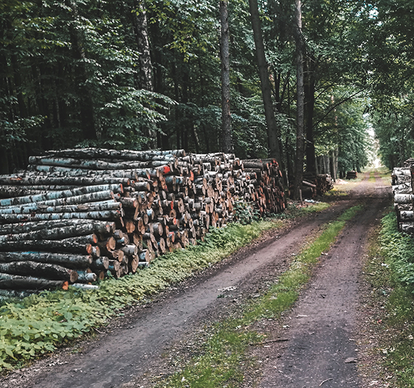 Logs Cut Marked