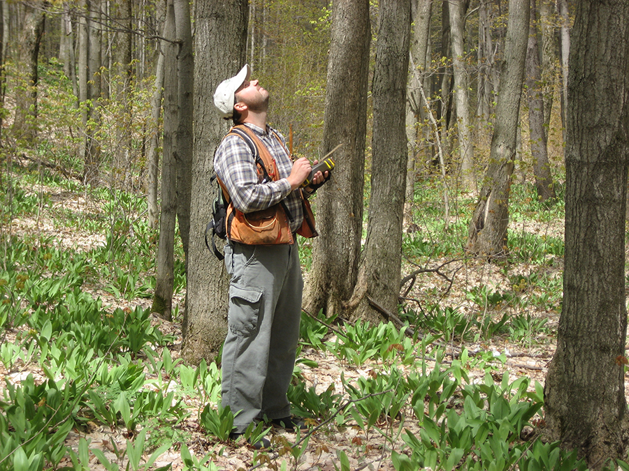 Paul Drysdale Assessing Trees