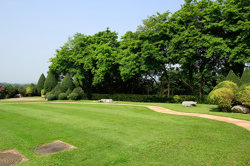 Tree Preservation Programs