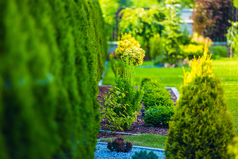 Diagnosis Trees & Shrubs